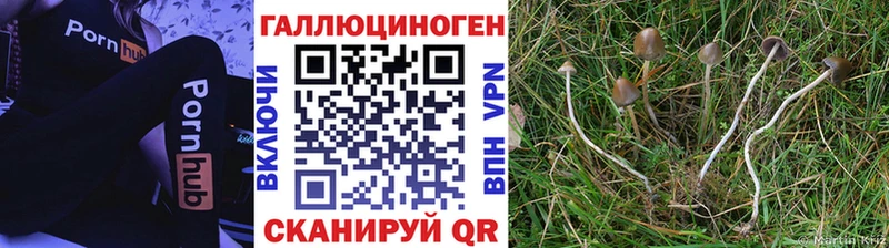 Псилоцибиновые грибы Psilocybe  Купить где  Томмот 